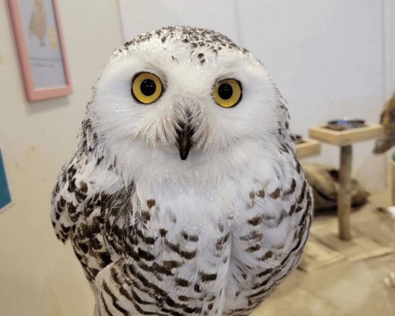 東京 多啦A夢一天團【 藤子·F·不二雄博物館、橫濱World Porters的室內動物園 , 紅磚倉庫 】(KTS-01N)