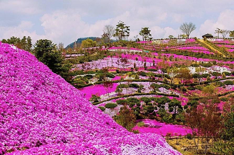 (團號 : JQ-01) 芝櫻花慶典+傳統氣息+鐵路單車 ·芝櫻韓屋單車行 一天團