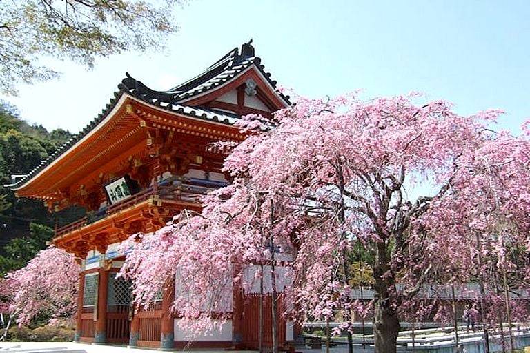 大阪賞櫻一天團-勝尾寺、 加古川堤防左岸、箕面瀑布、三田OUTLET(KOM-01H)