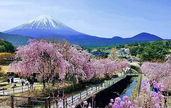 櫻色富士山河口湖-西湖-櫻花合掌村一天團【西湖療癒之鄉根場櫻花◎淺間神社◎忍野八海◎日川時計店】KTF-01H2★東京出發