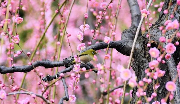 大阪宇治賞梅花椿花 1天團[城南宮-「源氏物語花庭園」、平等院-表參道,紫式部雕像、宇治抹茶街] KOU-01H