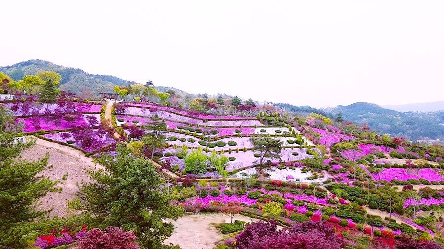 (團號 : JQ-01) 芝櫻花慶典+傳統氣息+鐵路單車 ·芝櫻韓屋單車行 一天團