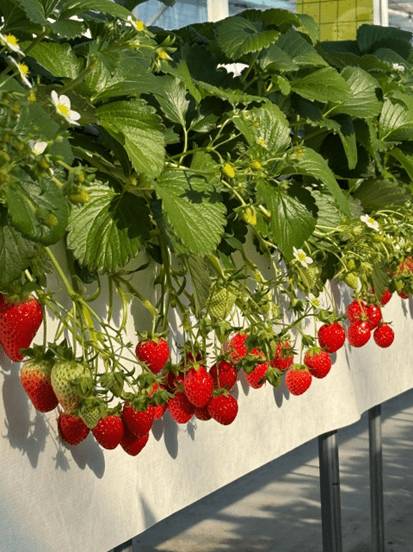 (團號 : DS-01) 草莓農場＋富平地下街•杜鵑花&櫻花之旅 1天團