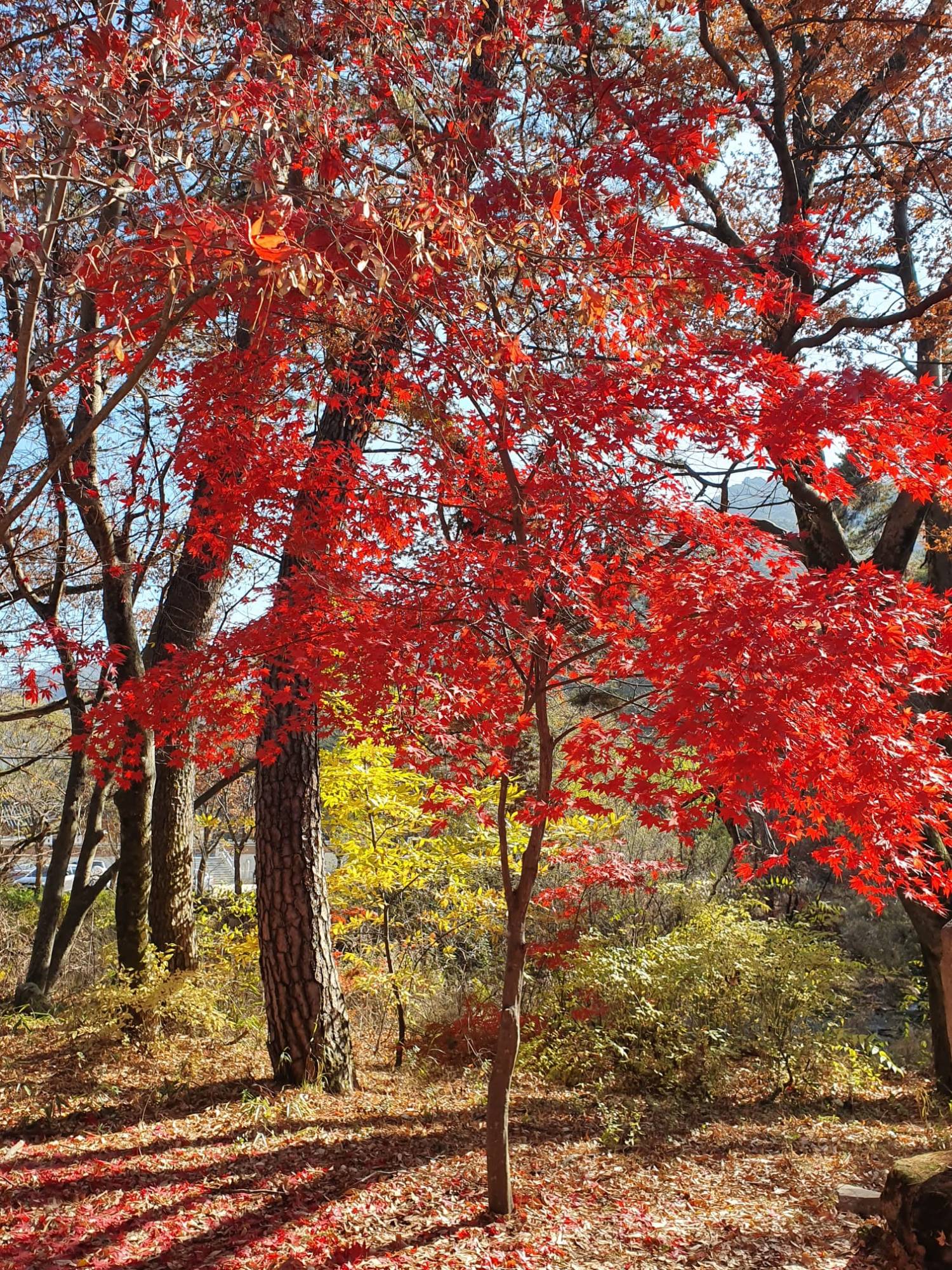 (團號:MT-01) (10月&11月份) 追楓葉銀杏韓劇美景拍攝地健行 一天團