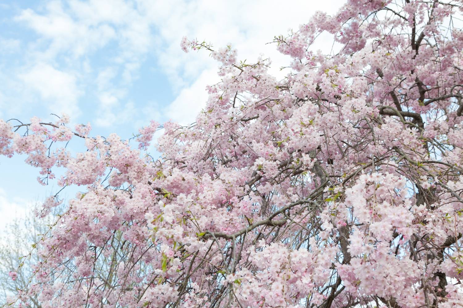 東京水戶梅花祭 1天團(大洗磯前神社、那珂湊漁港、偕楽園) KTM-01H