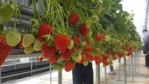 (團號:NS-01)冬日南怡島晨光夜色 一天團