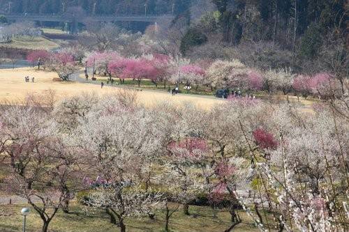 東京水戶梅花祭 1天團(大洗磯前神社、那珂湊漁港、偕楽園) KTM-01H