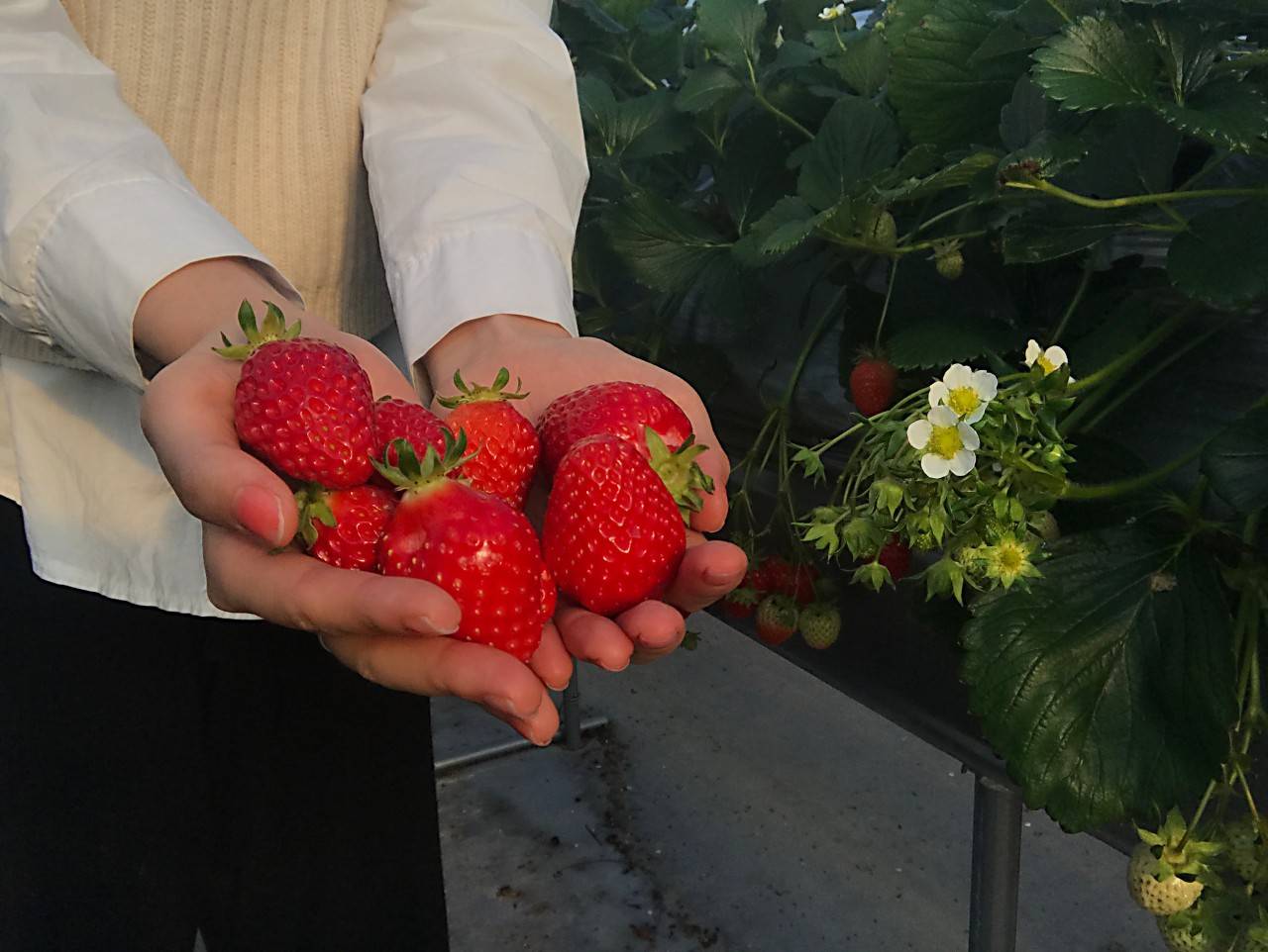 (團號 : QH-01) 油菜花祝祭·隱藏版拍攝聖地·高空展望·Premium草莓 1天團