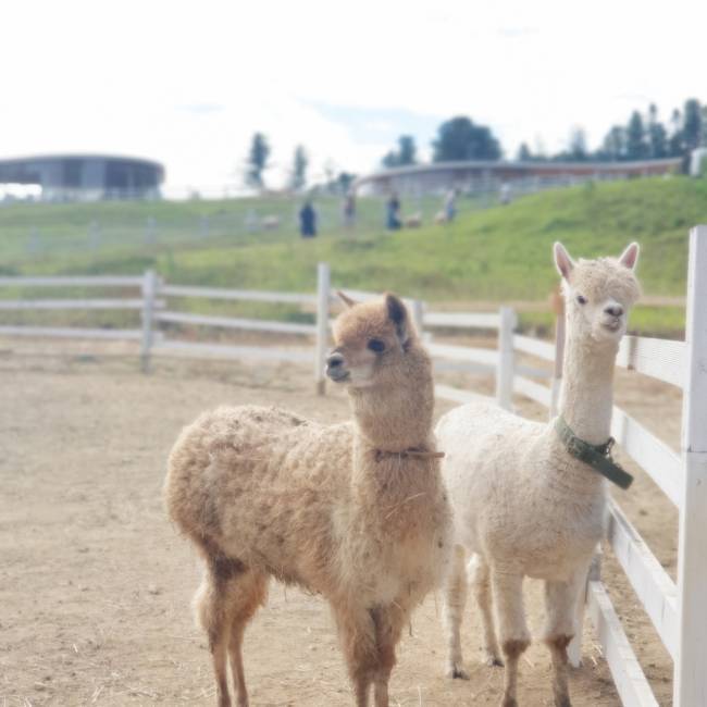 (團號 : HP-01/26) <一人成團> 香甜水蜜桃 × 人氣 Luge滑板車 × 草泥馬樂園一天團