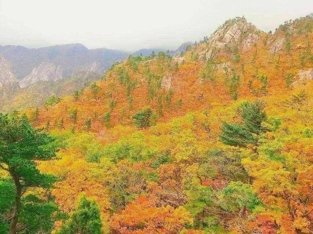 (團號:SE-01) 2024新行程 最早賞楓勝地雪嶽山, 朿草觀光水產市場,展望台一天團