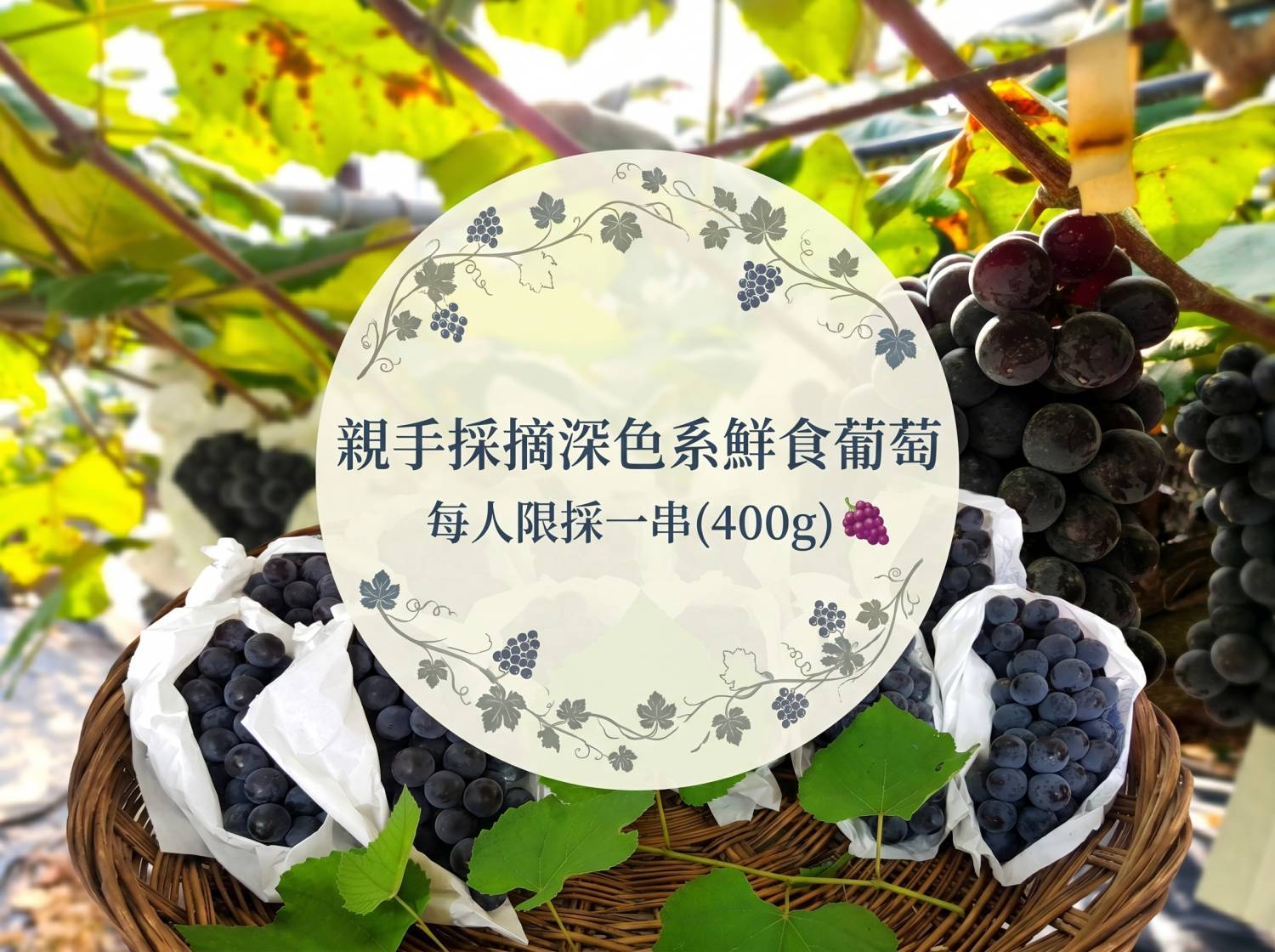 團號 PXS-01｜一人成團｜季節限定 一天玩齊秋季三大入秋亮點 ｜ 16萬㎡花海節， 打卡自然奇景，採摘巨峰葡萄一天團