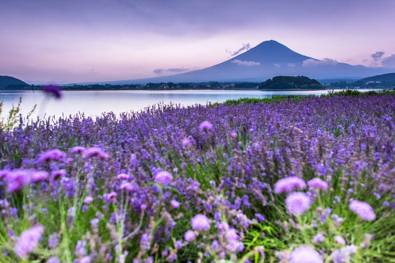 東京 出發- 富士山絕景任食桃/巨峰一天團【河口湖/山中湖花海、山梨縣名物水蜜桃巨峰果園體驗 、新倉山浅間公園】(KTF-01N)