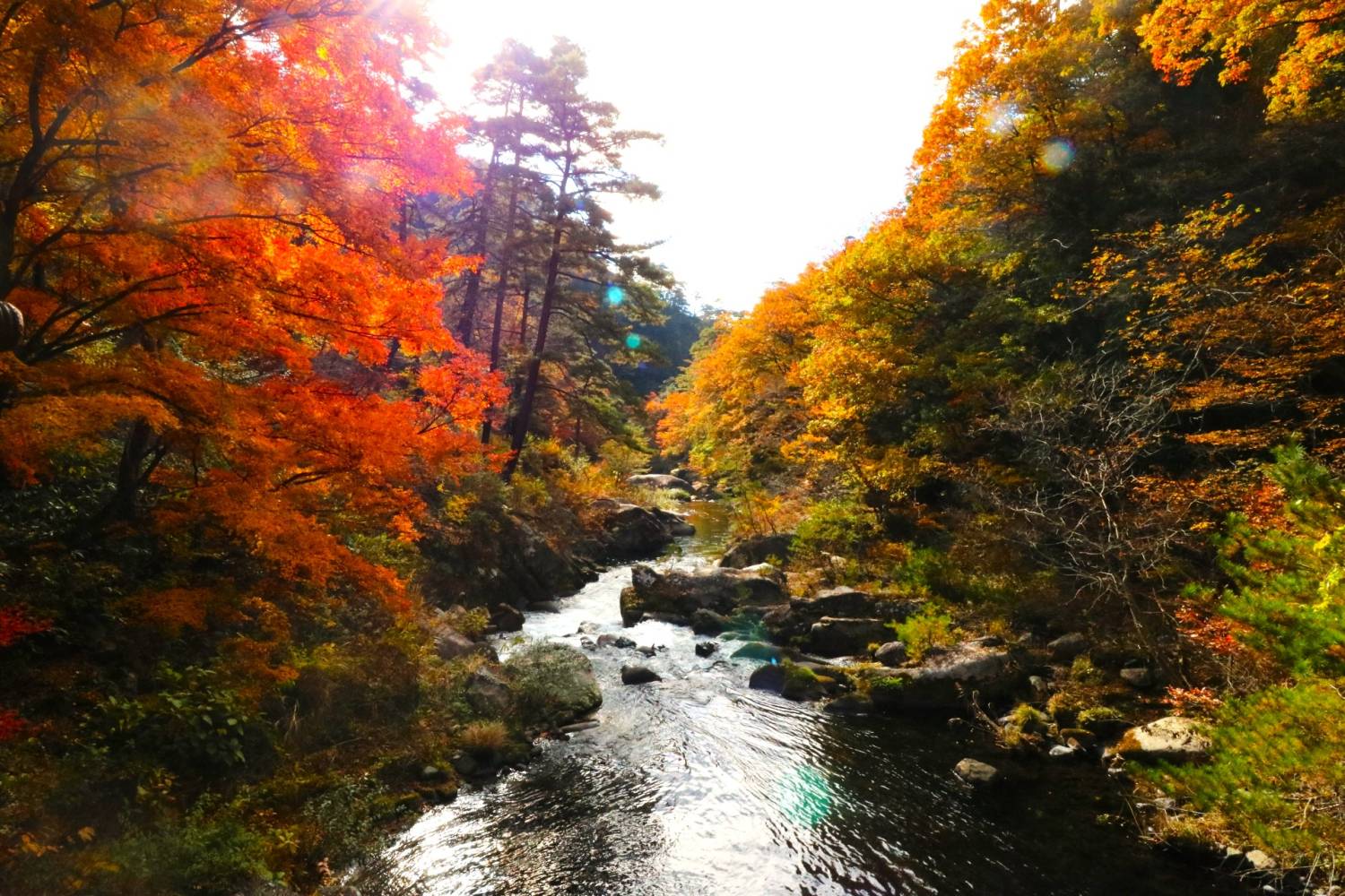 東京出發，富士山 秋日賞紅葉溫泉 2天團【入住八岳小木屋享用蟹放題、忍野八海、紅葉秘景昇仙峽、時令果園】KTF-02A