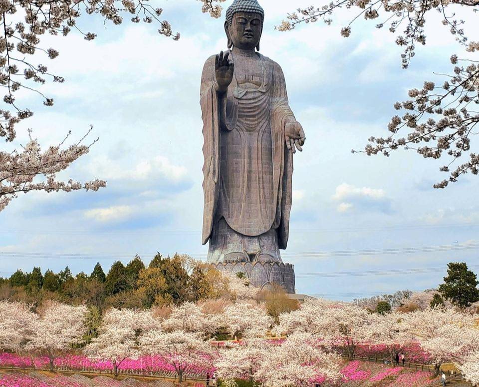 東京賞櫻+芝櫻牛久大佛一天團( 土浦魚市場，阿見OUTLET) KTU-01H