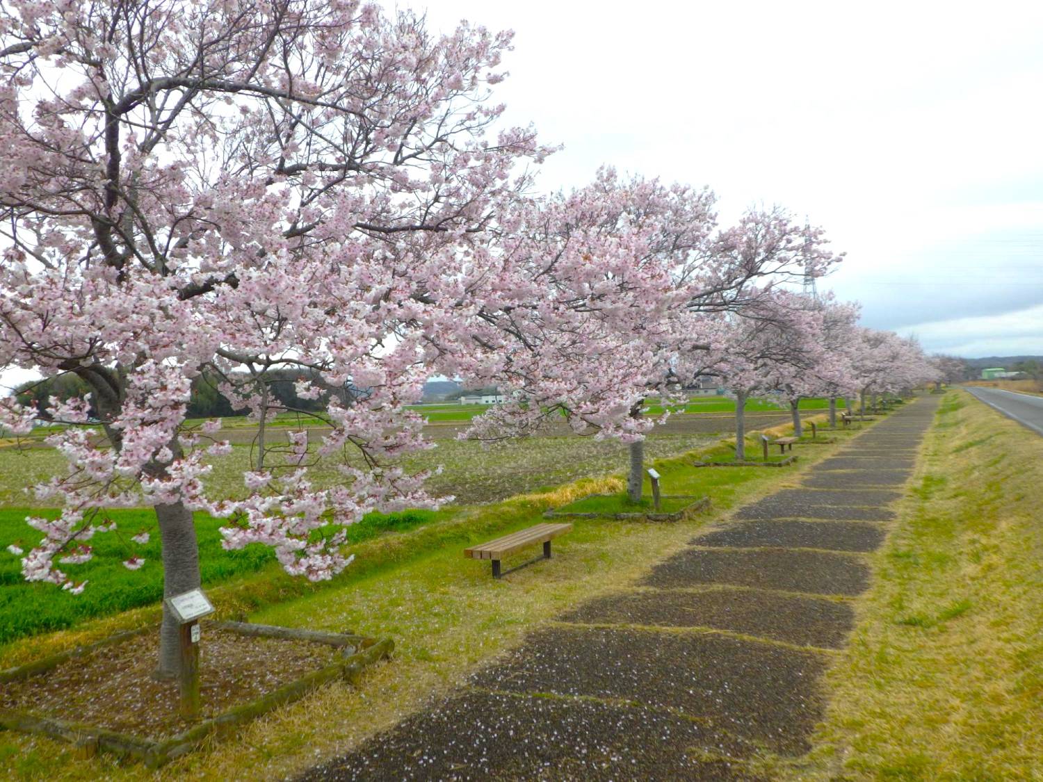 大阪賞櫻一天團-勝尾寺、 加古川堤防左岸、箕面瀑布、三田OUTLET(KOM-01H)