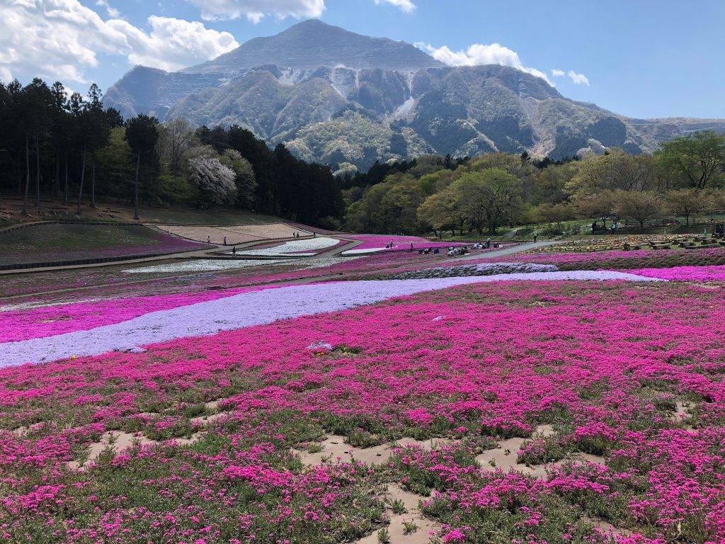 東京芝櫻羊山公園一天團 (花園OUTLET, 草莓果園體驗) KTC-01H