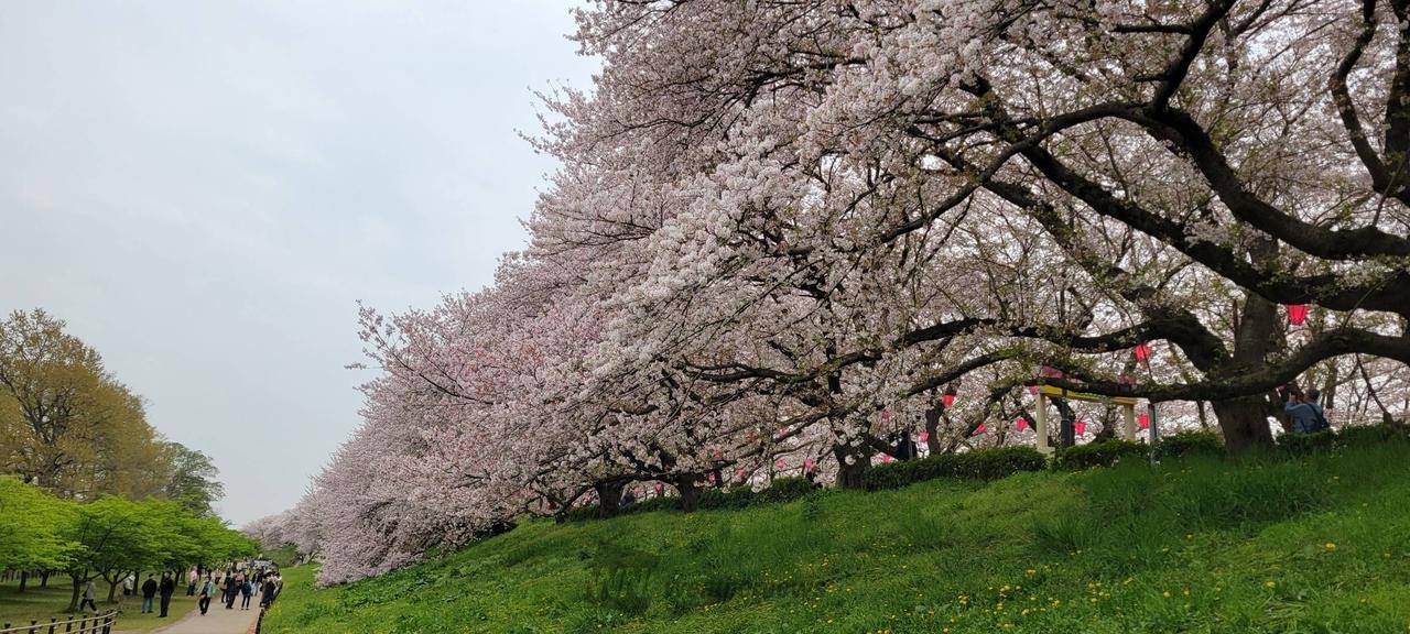 東京  賞櫻果園1天團【櫻花・油菜花名所-幸手權現堂公園、佐野outlet、草莓果園體驗】(KTT-01H)
