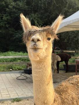 (團號 : HP-01/26) <一人成團> 香甜水蜜桃 × 人氣 Luge滑板車 × 草泥馬樂園一天團