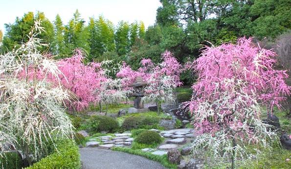 大阪宇治賞梅花椿花 1天團[城南宮-「源氏物語花庭園」、平等院-表參道,紫式部雕像、宇治抹茶街] KOU-01H