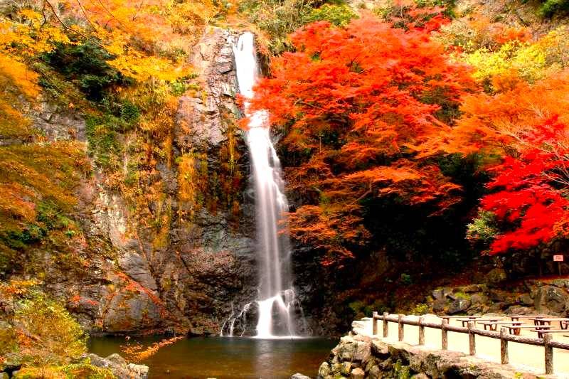 大阪出發◆秋色紅葉之旅◆有馬一天遊【箕面紅葉公園 ▎勝尾寺ʊ可愛達摩 ▎瑞寶寺公園★賞楓名勝地  ▎寶塚大劇場前通】(KOA-01A)