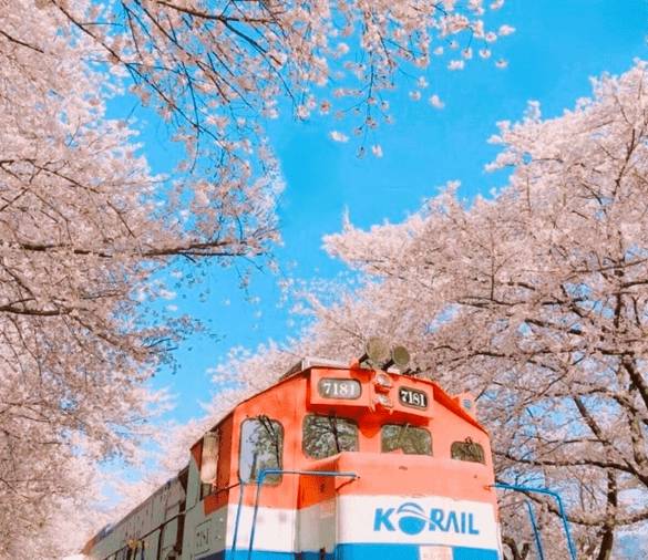 (團號 : JH-01) 草莓農場＋鎮海慶和火車站+余佐川櫻花道 之旅 1天團