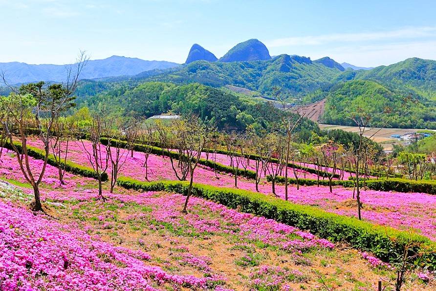 (團號 : JQ-01) 芝櫻花慶典+傳統氣息+鐵路單車 ·芝櫻韓屋單車行 一天團
