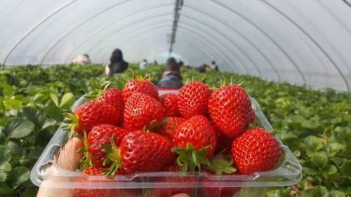 (團號 : ES-01) 隱世皇櫻花秘境·高空展望·Premium草莓·療癒瀑布Café 1天團