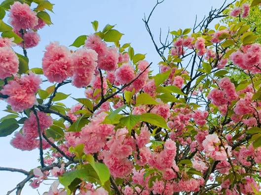 (團號 : ES-01) 隱世皇櫻花秘境·高空展望·Premium草莓·療癒瀑布Café 1天團