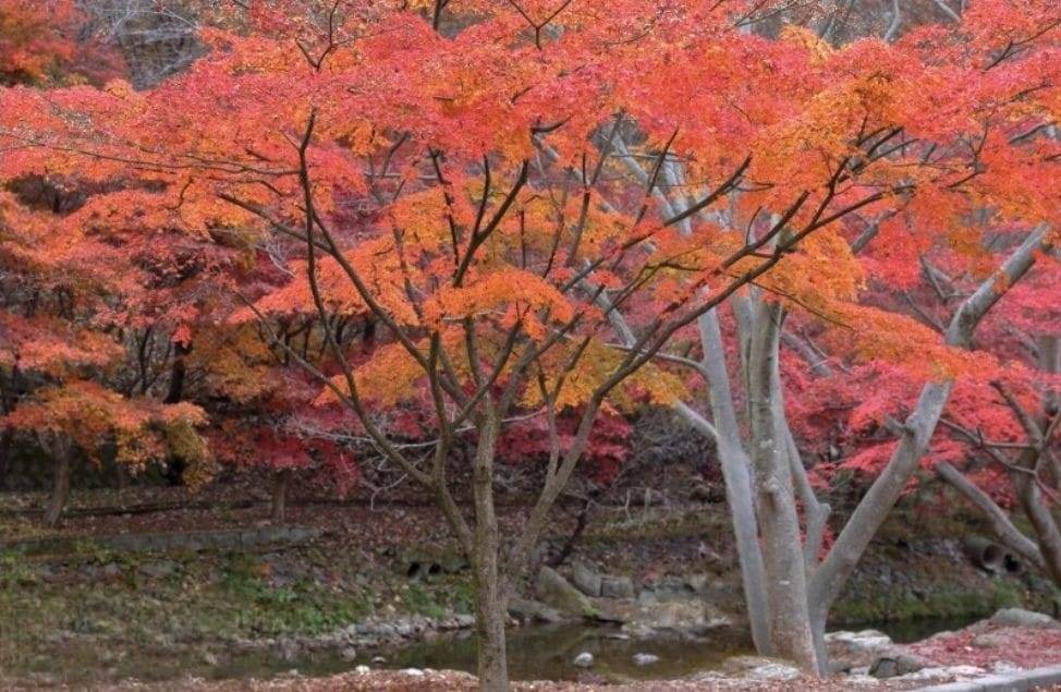 (團號:SG-03)深度遊紫色島+潭陽, 羅州,井邑銀杏楓葉三天團