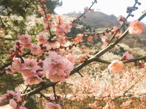 (團號 : QG-01) 春日限定<全州韓屋村> +「韓國之春，從光陽梅花村開始」光阳春韵·梅花盛宴之旅 1天團